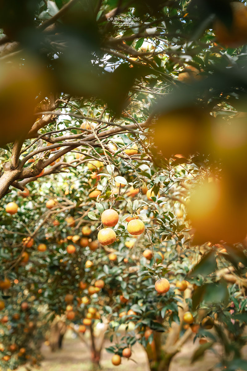 新竹關西景點｜東山農園冬季限定採橘體驗，親子採果行程大吉大利迎新年