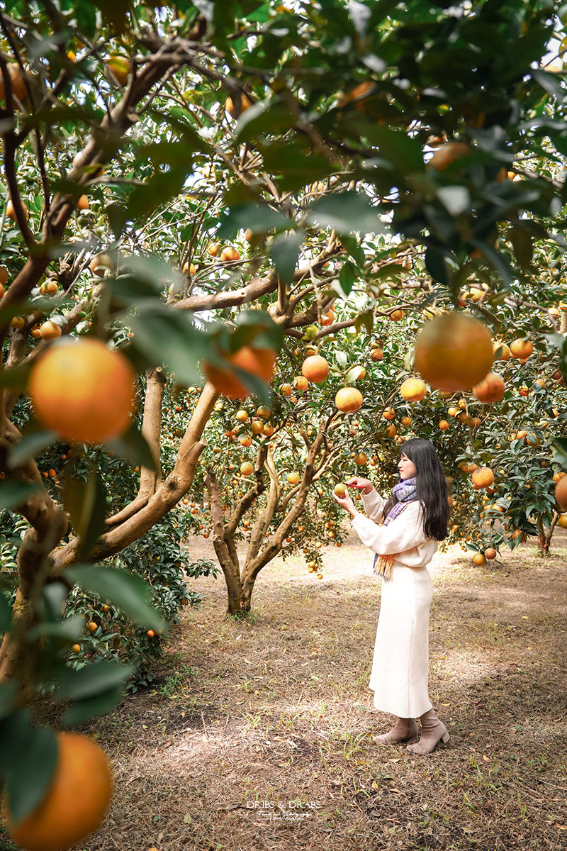 新竹關西景點｜東山農園冬季限定採橘體驗，親子採果行程大吉大利迎新年
