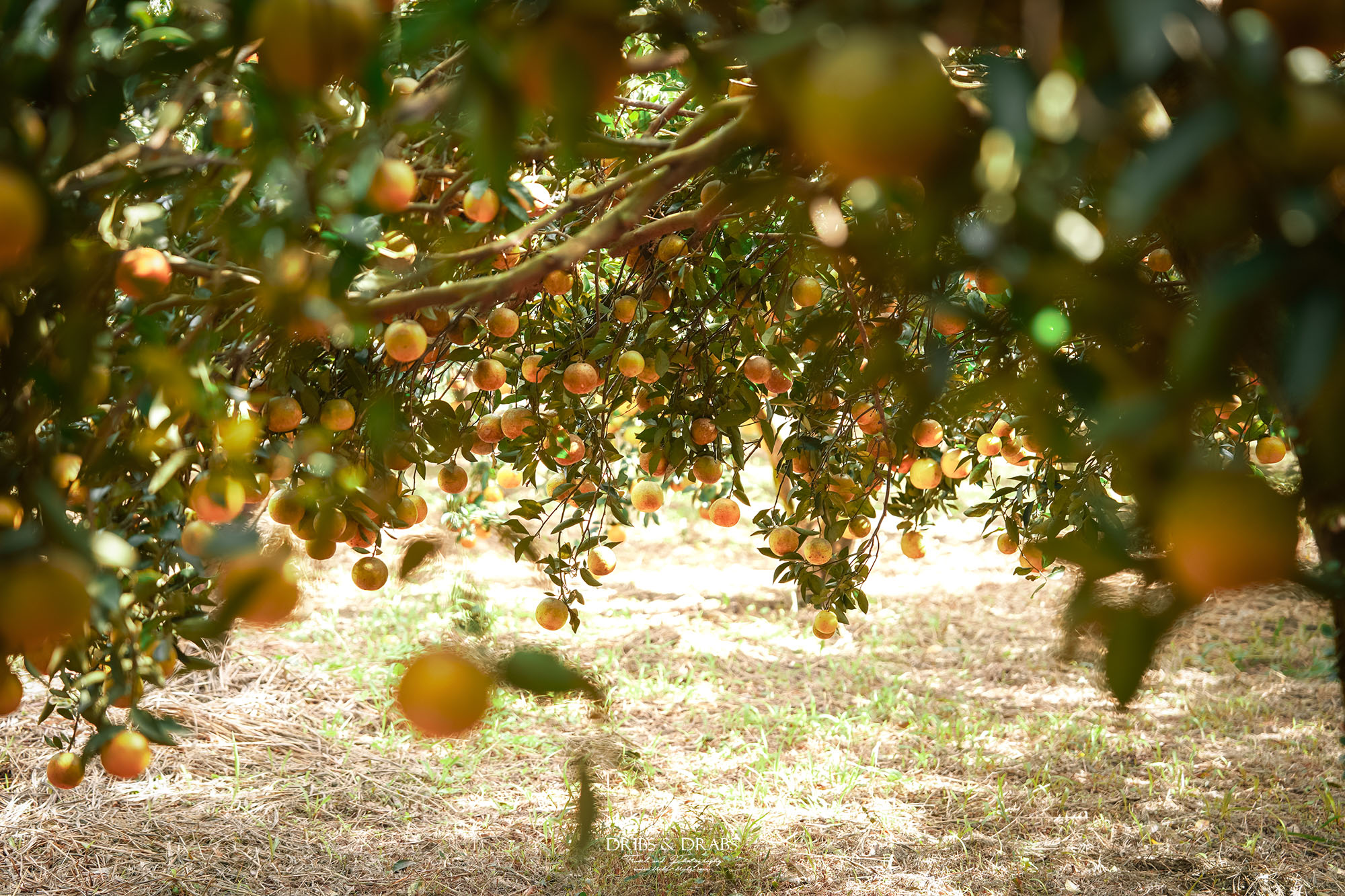 新竹關西景點｜東山農園冬季限定採橘體驗，親子採果行程大吉大利迎新年