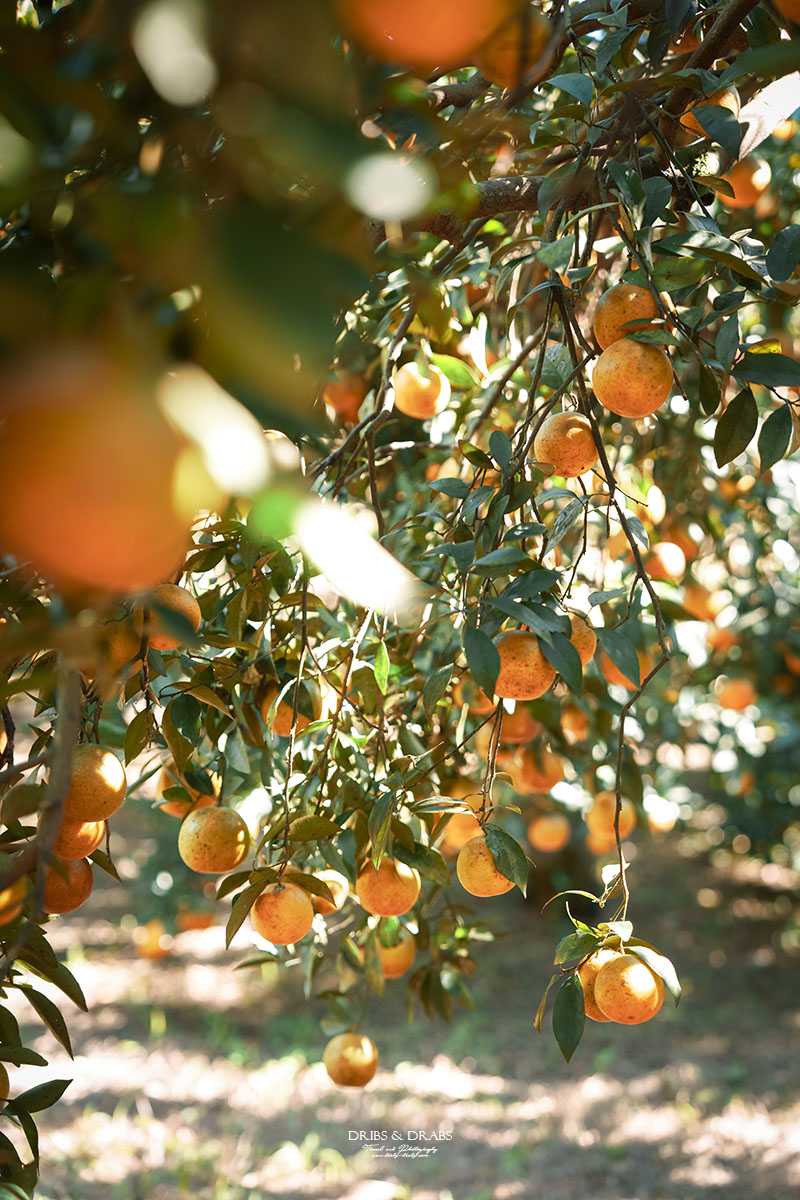 新竹關西景點｜東山農園冬季限定採橘體驗，親子採果行程大吉大利迎新年