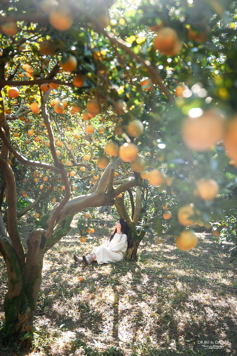 新竹關西景點｜東山農園冬季限定採橘體驗，親子採果行程大吉大利迎新年