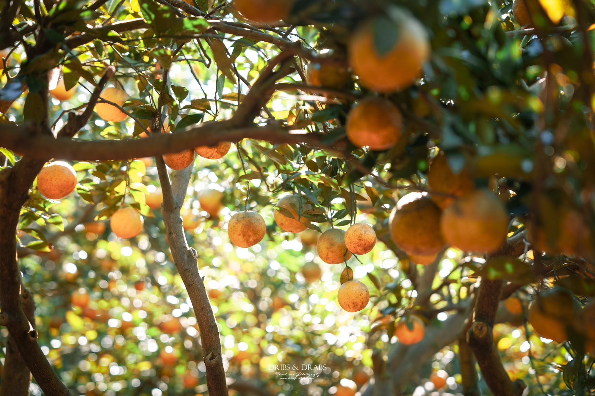 新竹關西景點｜東山農園冬季限定採橘體驗，親子採果行程大吉大利迎新年