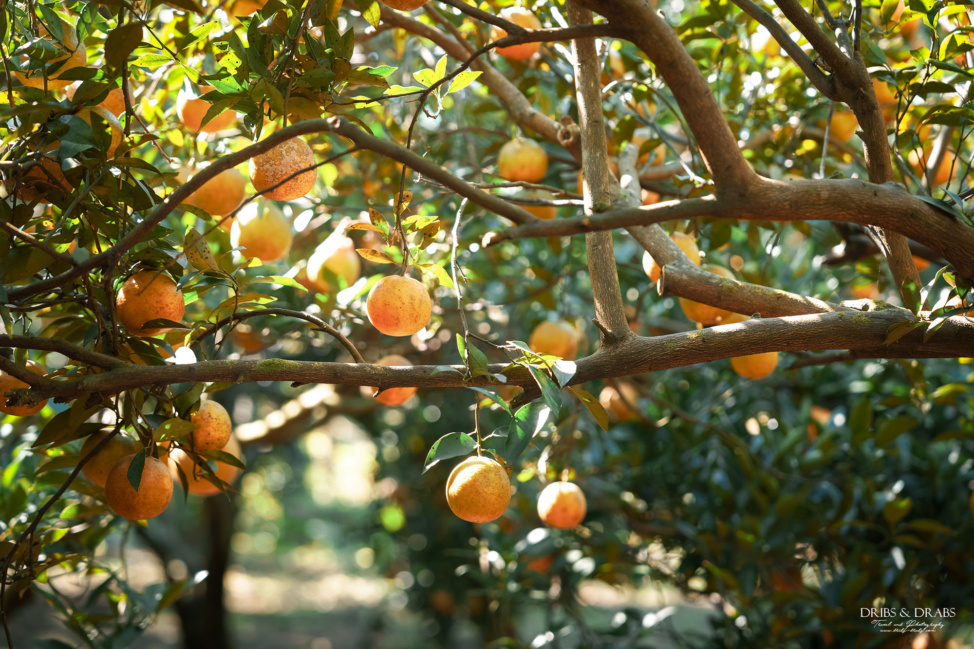 新竹關西景點｜東山農園冬季限定採橘體驗，親子採果行程大吉大利迎新年