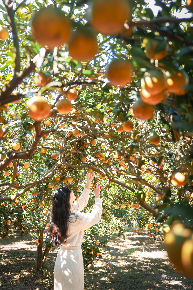 新竹關西景點｜東山農園冬季限定採橘體驗，親子採果行程大吉大利迎新年