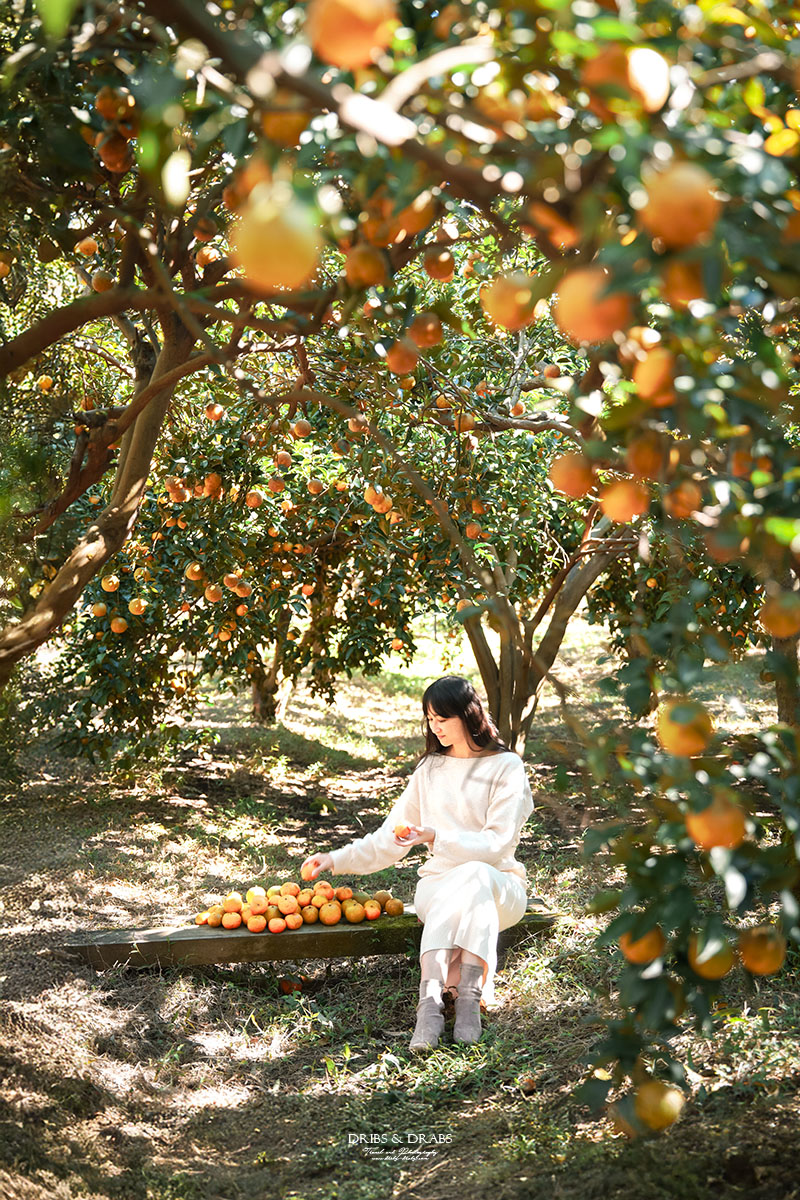 新竹關西景點｜東山農園冬季限定採橘體驗，親子採果行程大吉大利迎新年