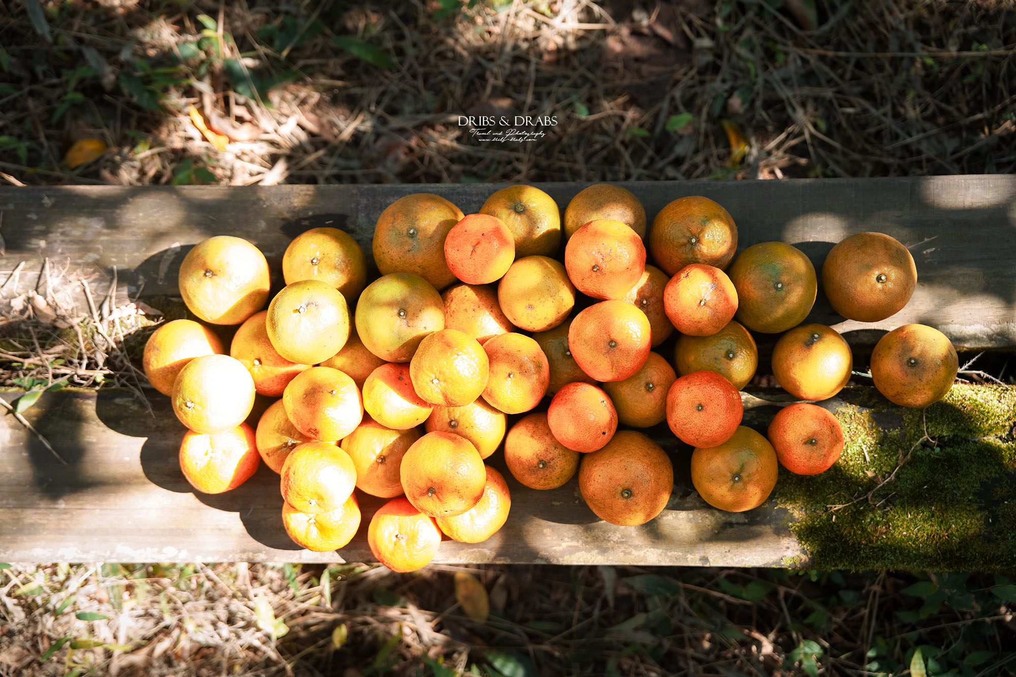 新竹關西景點｜東山農園冬季限定採橘體驗，親子採果行程大吉大利迎新年