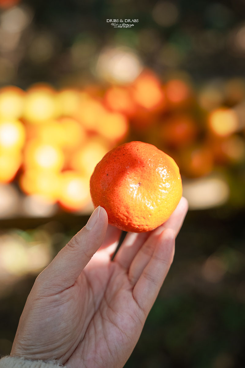 新竹關西景點｜東山農園冬季限定採橘體驗，親子採果行程大吉大利迎新年