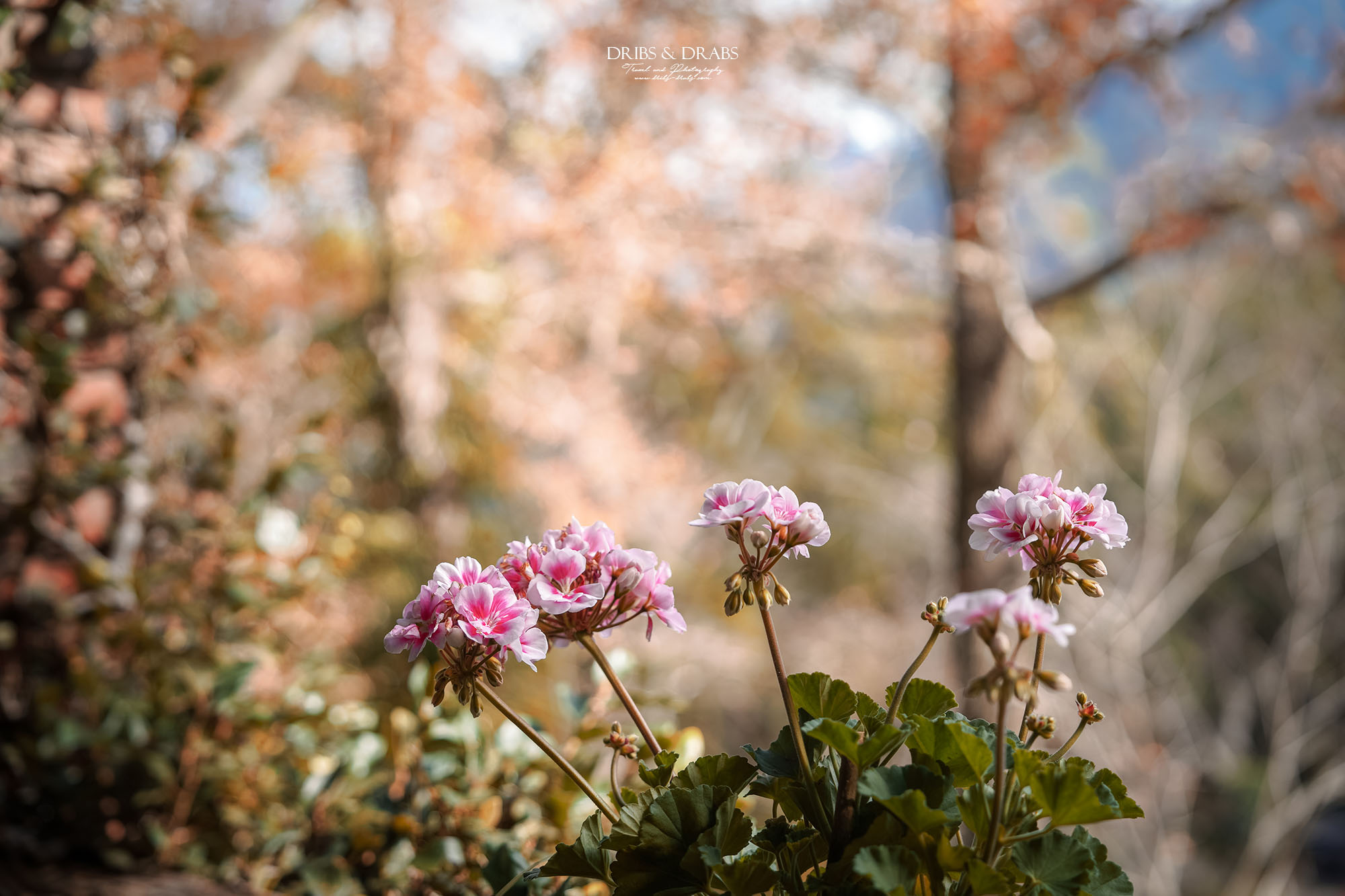 新竹尖石景觀餐廳推薦|拉號花園咖啡廳 (原6號花園) 隱身山林的紅磚玻璃屋,彷彿走進精靈國度 - 第27張圖 新竹尖石景觀餐廳推薦|拉號花園咖啡廳 (原6號花園) 隱身山林的紅磚玻璃屋,彷彿走進精靈國度