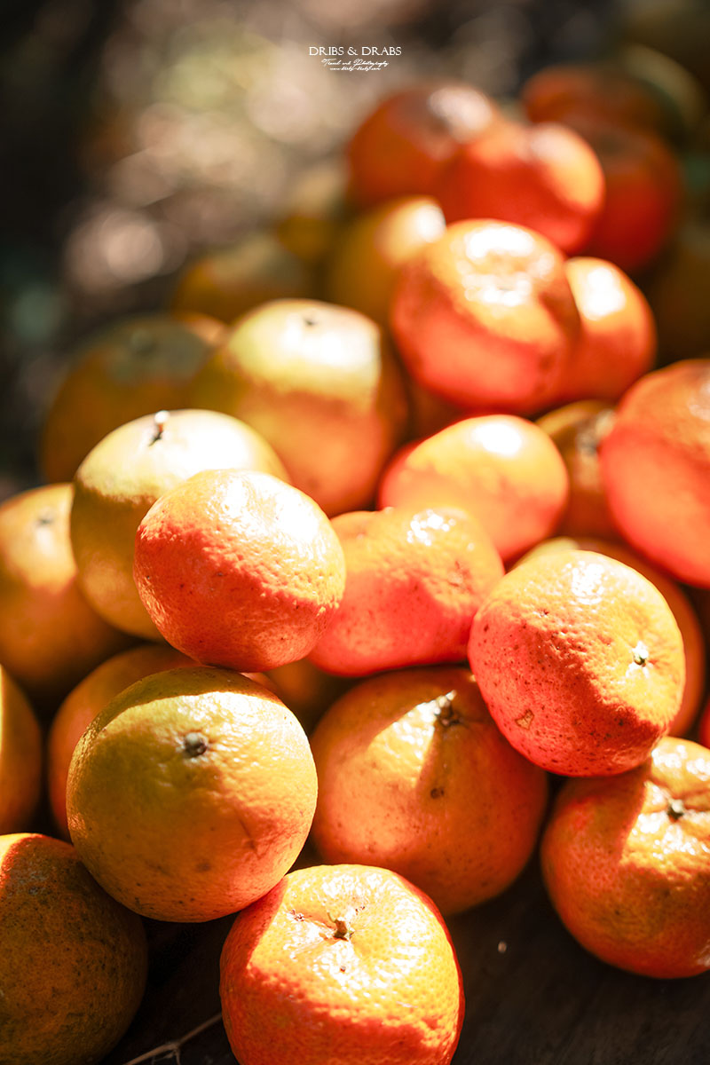 新竹關西景點｜東山農園冬季限定採橘體驗，親子採果行程大吉大利迎新年