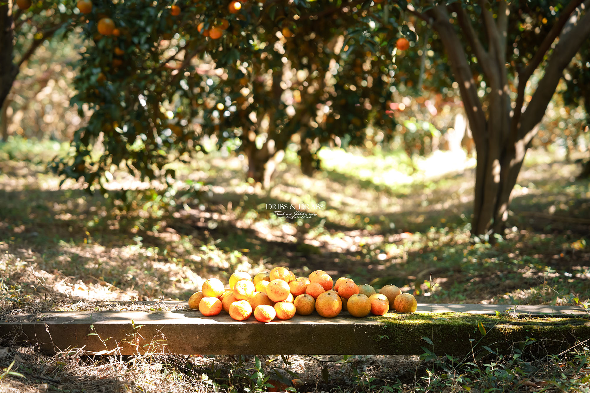 新竹關西景點｜東山農園冬季限定採橘體驗，親子採果行程大吉大利迎新年