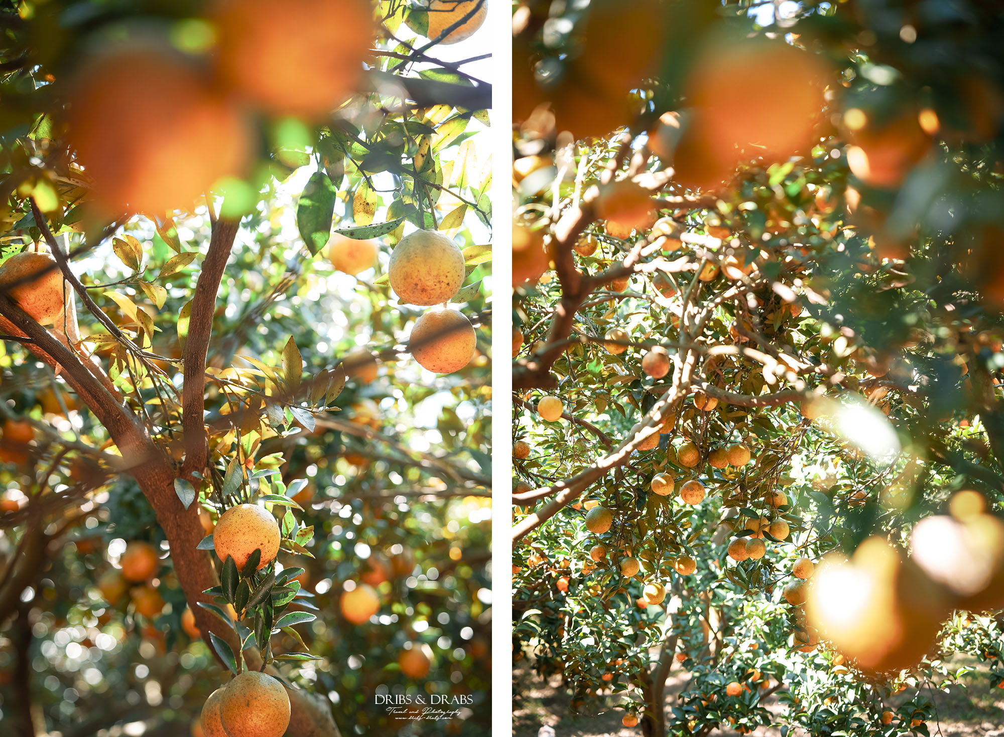 新竹關西景點｜東山農園冬季限定採橘體驗，親子採果行程大吉大利迎新年