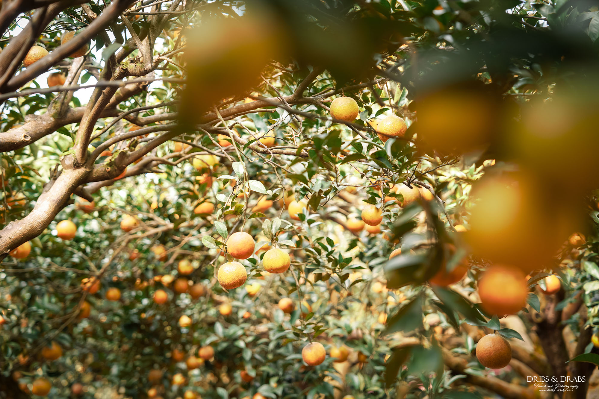 新竹關西景點｜東山農園冬季限定採橘體驗，親子採果行程大吉大利迎新年