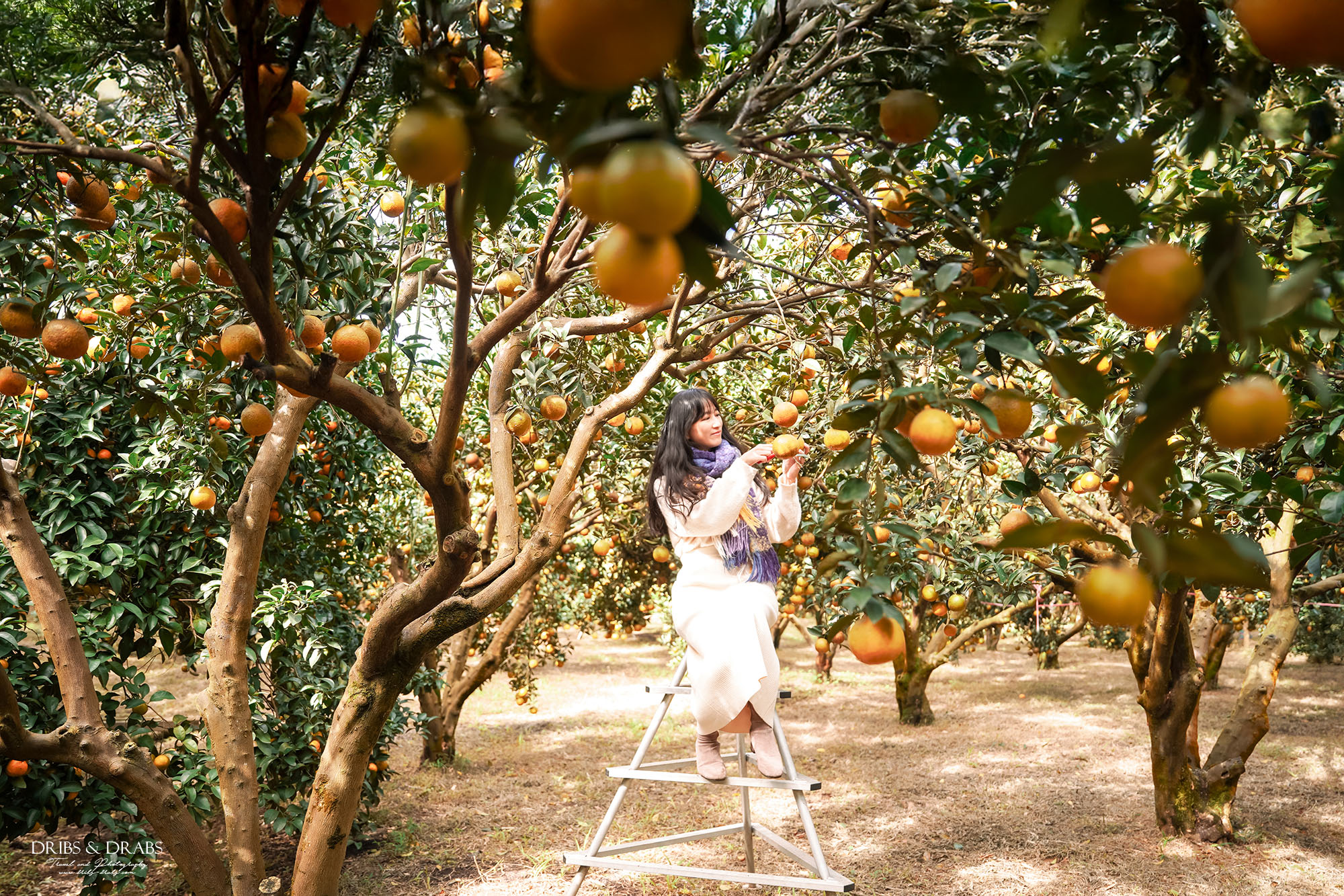 新竹關西景點｜東山農園冬季限定採橘體驗，親子採果行程大吉大利迎新年
