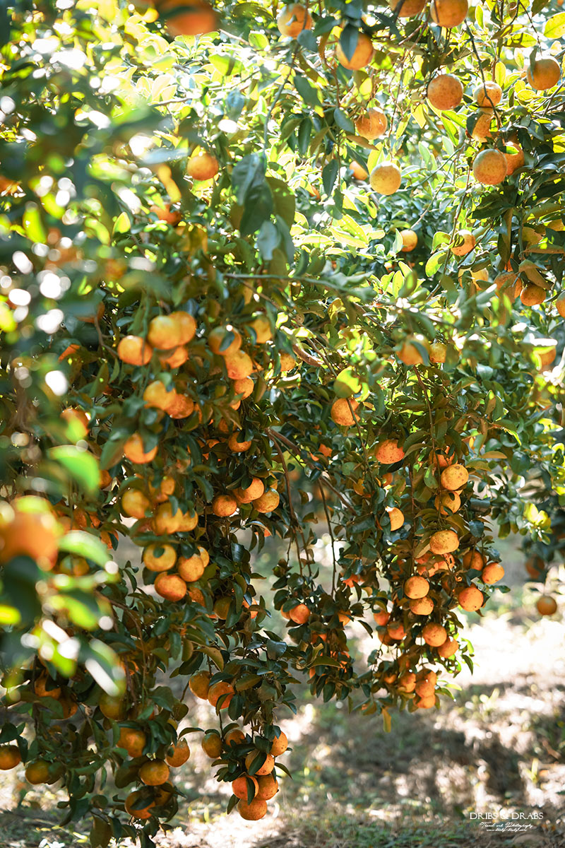 新竹關西景點｜東山農園冬季限定採橘體驗，親子採果行程大吉大利迎新年