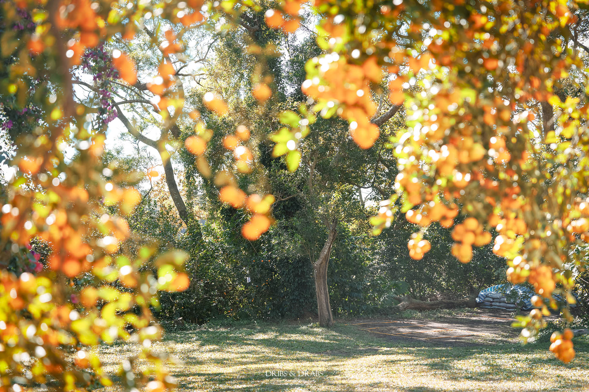 新竹關西景點｜東山農園冬季限定採橘體驗，親子採果行程大吉大利迎新年
